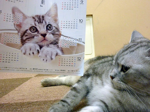 猫とチラシ